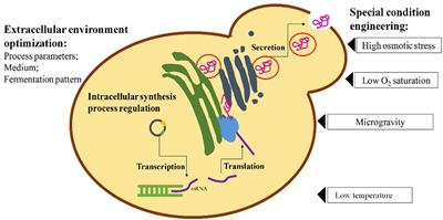 Frontiers | Enhanced Recombinant Protein Production Under Special 